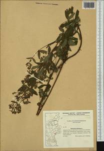 Hypericum montanum L., Western Europe (EUR) (Denmark)