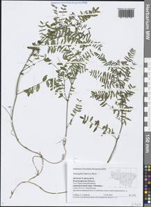 Astragalus danicus Retz., Eastern Europe, Central region (E4) (Russia)