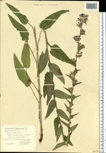 Campanula glomerata L., Eastern Europe, Central forest-and-steppe region (E6) (Russia)