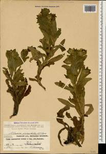 Alkanna orientalis (L.) Boiss., Caucasus, Azerbaijan (K6) (Azerbaijan)