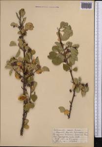 Cotoneaster suavis Pojark., Middle Asia, Western Tian Shan & Karatau (M3) (Kyrgyzstan)