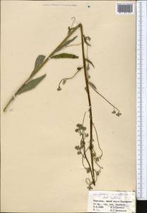 Cynoglossum viridiflorum Pall. ex Lehm., Middle Asia, Western Tian Shan & Karatau (M3) (Kyrgyzstan)