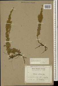 Artemisia austriaca Jacq., Caucasus, Armenia (K5) (Armenia)