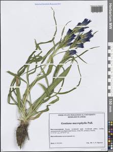 Gentiana macrophylla Pall., Siberia, Altai & Sayany Mountains (S2) (Russia)