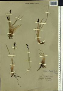 Carex bigelowii subsp. lugens (Holm) T.V.Egorova, Siberia, Chukotka & Kamchatka (S7) (Russia)