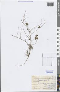 Trifolium repens L., Eastern Europe, Moscow region (E4a) (Russia)