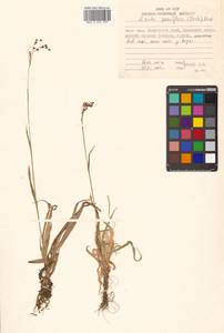 Luzula parviflora (Ehrh.) Desv., Siberia, Russian Far East (S6) (Russia)