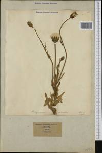 Urospermum picroides (L.) Scop. ex F.W.Schmidt, Western Europe (EUR) (Italy)