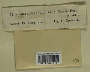 Funaria hygrometrica Hedw., Bryophytes, Bryophytes - Moscow City & Moscow Oblast (B6a) (Russia)