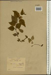 Lamium galeobdolon subsp. galeobdolon, Eastern Europe, Belarus (E3a) (Belarus)