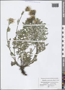 Psephellus declinatus K. Koch, Caucasus, Black Sea Shore (from Novorossiysk to Adler) (K3) (Russia)