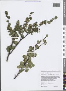 Betula glandulosa Michx., Siberia, Baikal & Transbaikal region (S4) (Russia)