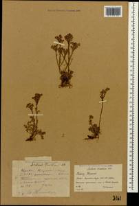 Sedum tenellum M. Bieb., Caucasus, Stavropol Krai, Karachay-Cherkessia & Kabardino-Balkaria (K1b) (Russia)