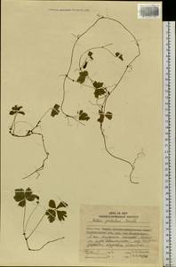 Rubus pedatus Sm., Siberia, Russian Far East (S6) (Russia)