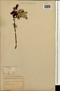 Rubus idaeus L., Caucasus, Abkhazia (K4a) (Abkhazia)