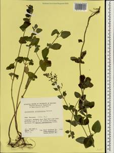 Clinopodium nepeta (L.) Kuntze, South Asia, South Asia (Asia outside ex-Soviet states and Mongolia) (ASIA) (Iran)