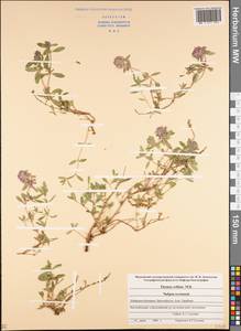 Thymus collinus M.Bieb., Caucasus, Stavropol Krai, Karachay-Cherkessia & Kabardino-Balkaria (K1b) (Russia)