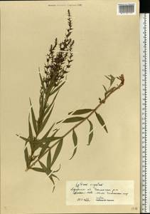Lythrum virgatum L., Eastern Europe, South Ukrainian region (E12) (Ukraine)