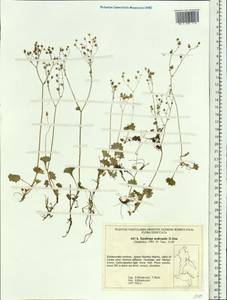 Micranthes nudicaulis (D. Don) Gornall & H. Ohba, Siberia, Russian Far East (S6) (Russia)