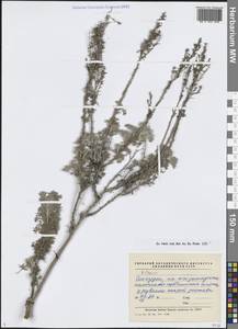 Artemisia, Middle Asia, Kopet Dag, Badkhyz, Small & Great Balkhan (M1) (Turkmenistan)