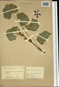 Malva pusilla Sm., Siberia, Altai & Sayany Mountains (S2) (Russia)