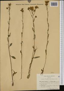 Jacobaea aquatica (Hill) G. Gaertn., B. Mey. & Scherb., Western Europe (EUR) (Italy)