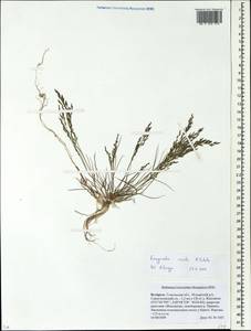 Eragrostis aegyptiaca (Willd.) Delile, Eastern Europe, Belarus (E3a) (Belarus)