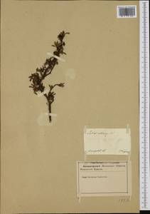 Salix retusa L., Western Europe (EUR) (Slovenia)