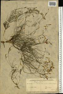 Astragalus subuliformis DC., Eastern Europe, Lower Volga region (E9) (Russia)
