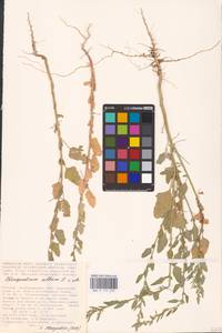 Chenopodium album L., Eastern Europe, Lower Volga region (E9) (Russia)
