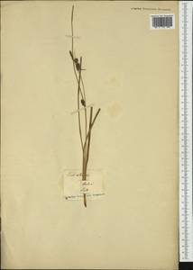 Carex extensa Gooden., Western Europe (EUR) (Austria)