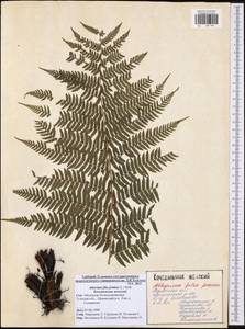 Athyrium filix-femina, Eastern Europe, Central region (E4) (Russia)