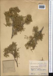 Juniperus excelsa subsp. polycarpos (K. Koch) Takht., Middle Asia, Western Tian Shan & Karatau (M3) (Uzbekistan)