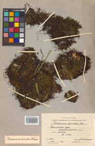 Crepidomanes parvulum (Poir.) Nivart, Senterre & Dubuisson, Siberia, Russian Far East (S6) (Russia)