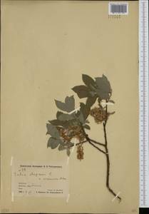 Salix bebbiana Sarg., Siberia, Chukotka & Kamchatka (S7) (Russia)
