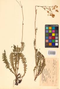 Filipendula vulgaris Moench, Eastern Europe, Central forest-and-steppe region (E6) (Russia)