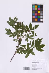 Rosa davurica Pall., Siberia, Russian Far East (S6) (Russia)