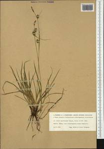 Carex lepidocarpa Tausch, Western Europe (EUR) (Sweden)