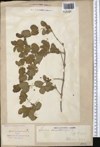 Lonicera nummulariifolia Jaub. & Spach, Middle Asia, Syr-Darian deserts & Kyzylkum (M7) (Uzbekistan)