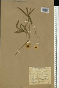 Ranunculus illyricus L., Eastern Europe, North Ukrainian region (E11) (Ukraine)