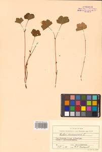 Rubus chamaemorus L., Siberia, Russian Far East (S6) (Russia)