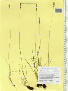 Anthoxanthum nipponicum Honda, Siberia, Altai & Sayany Mountains (S2) (Russia)