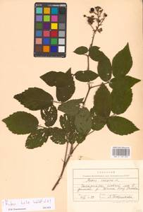 Rubus hirtus Waldst. & Kit., Eastern Europe, West Ukrainian region (E13) (Ukraine)