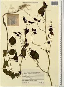 Solanum nigrum L., Caucasus, Abkhazia (K4a) (Abkhazia)