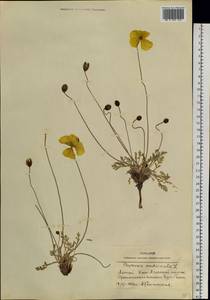 Oreomecon nudicaulis subsp. nudicaulis, Siberia, Altai & Sayany Mountains (S2) (Russia)