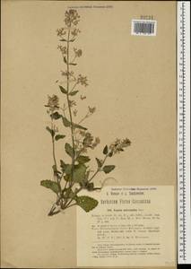 Nepeta meyeri Benth., Caucasus, Azerbaijan (K6) (Azerbaijan)