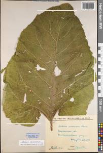 Arctium nemorosum Lej., Eastern Europe, Central forest-and-steppe region (E6) (Russia)