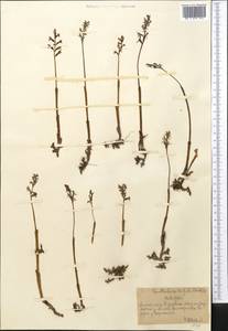 Corallorhiza trifida Châtel., Middle Asia, Northern & Central Tian Shan (M4) (Kazakhstan)