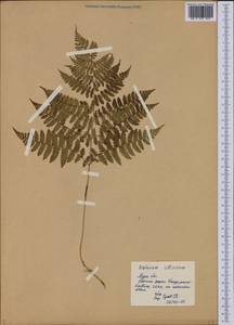 Diplazium sibiricum (Turcz. ex Kunze) Sa.Kurata, Eastern Europe, Northern region (E1) (Russia)