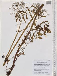 Valeriana officinalis L., Siberia, Baikal & Transbaikal region (S4) (Russia)